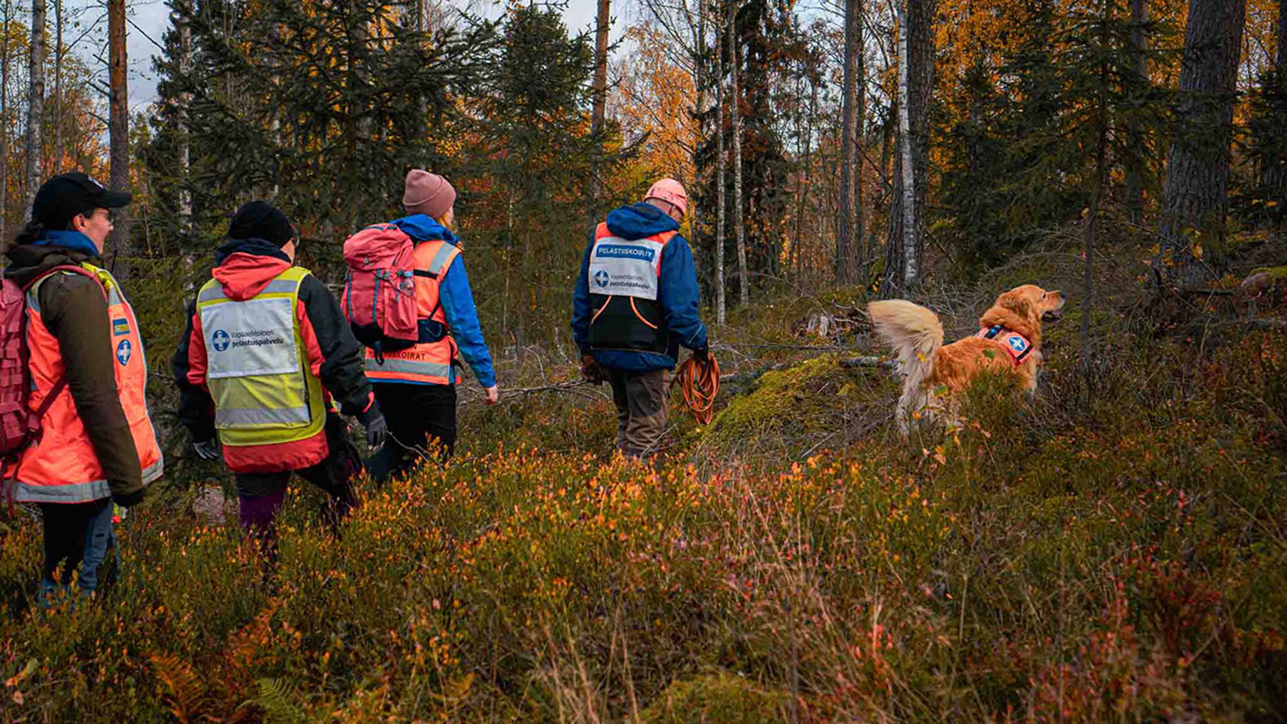 Neljä vapaaehtoista kävelevät syksyisessä metsässä. Heidän edellä koira.