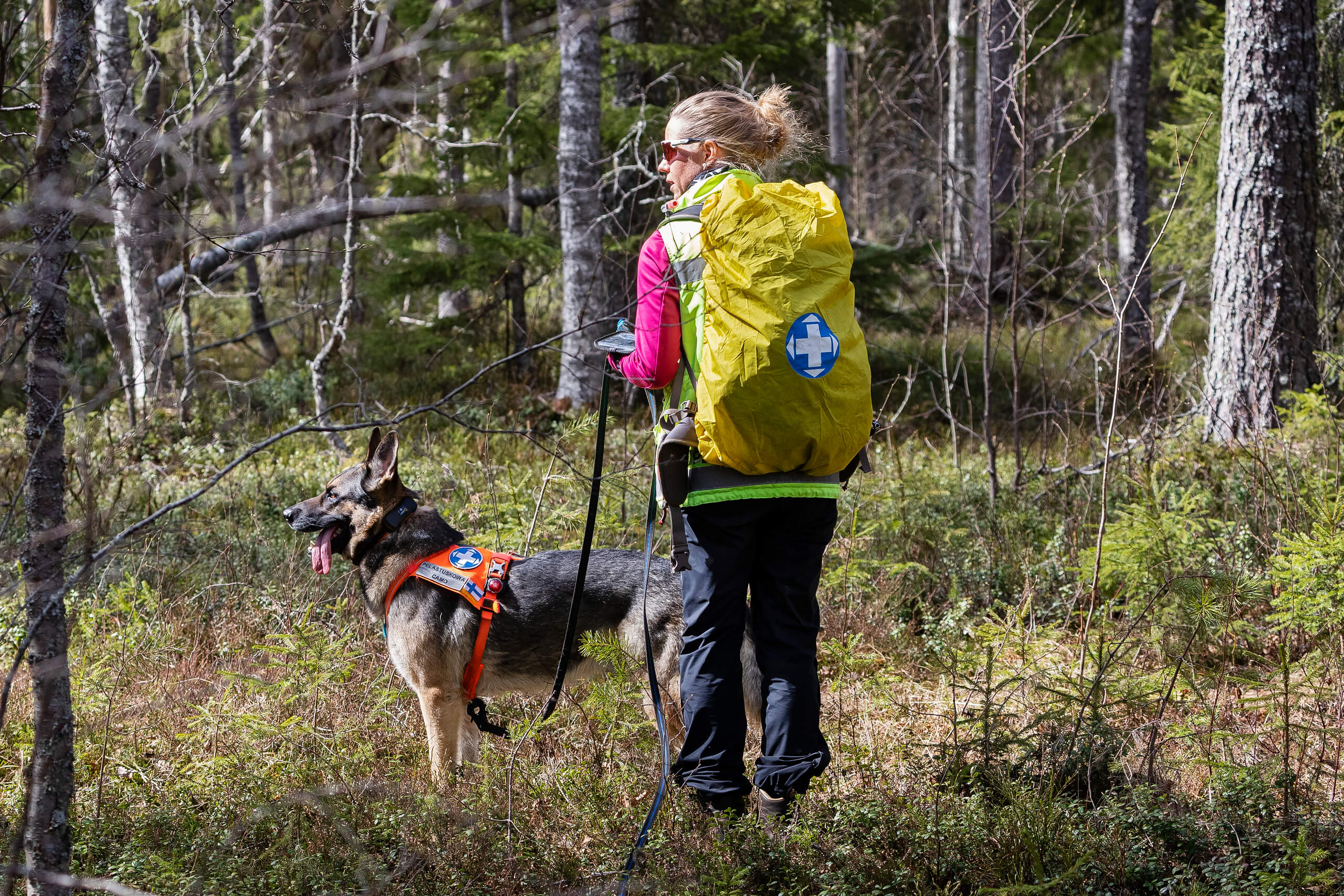 Henkilö ja etsintäkoira kävelevät metsässä.